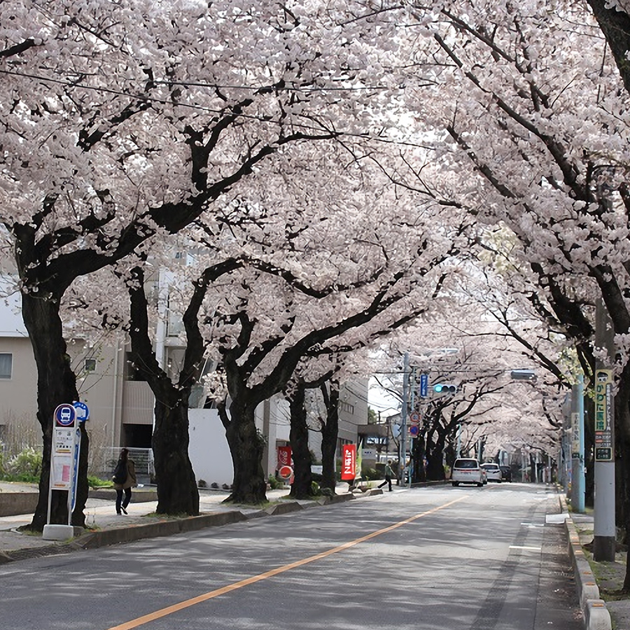 東宮原駅前（桜並木）