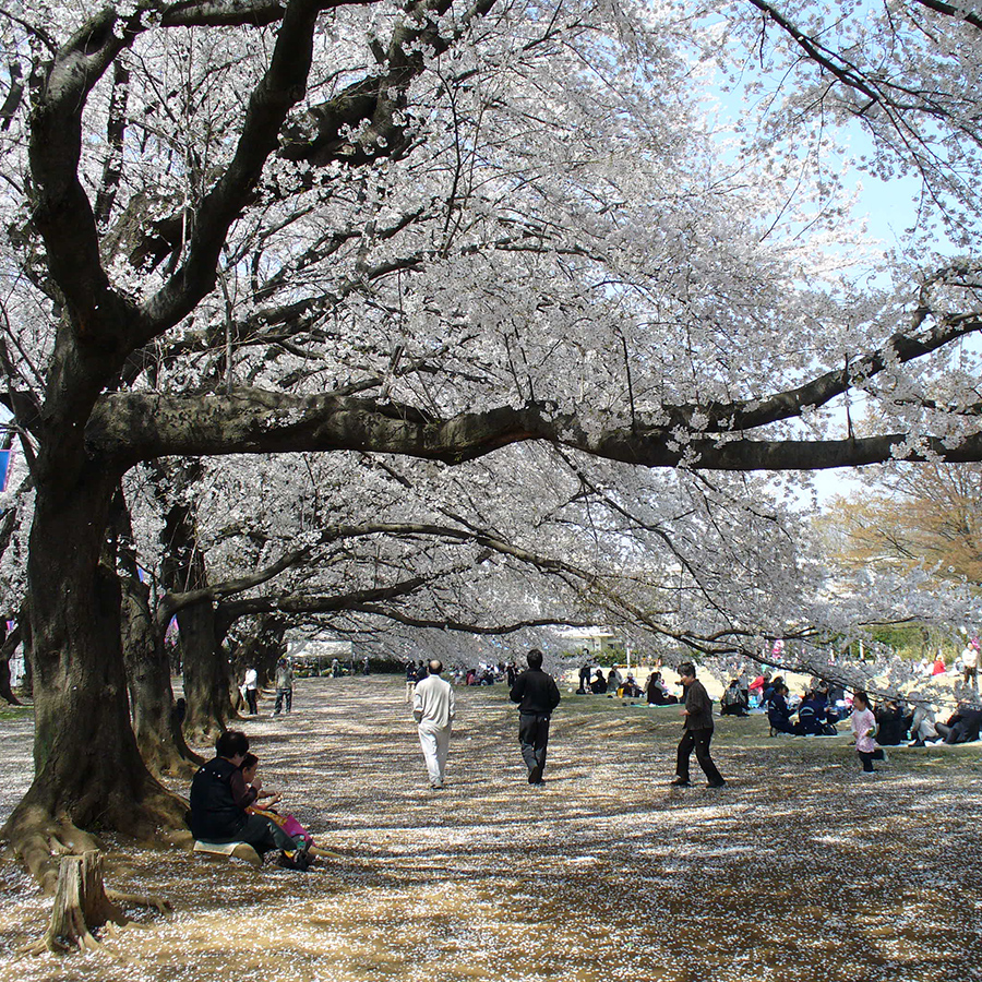 無線山桜まつり１