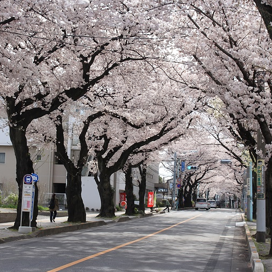 東宮原駅前(桜並木)