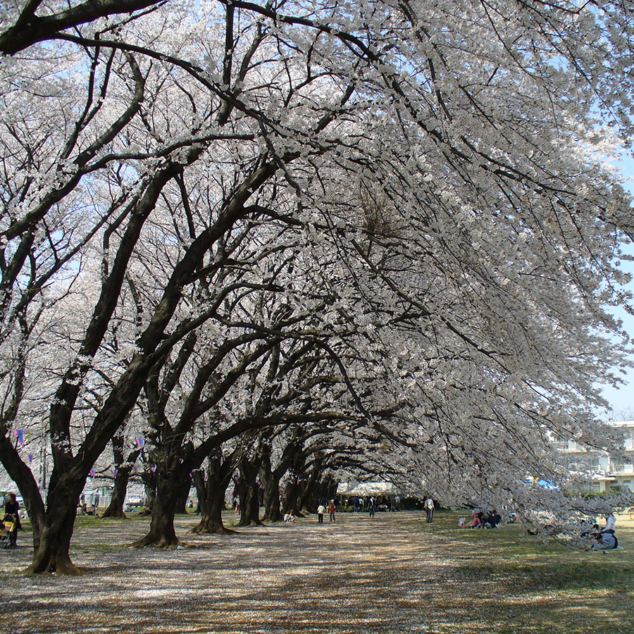 無線山桜まつり2